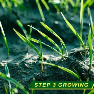 50% RABATT | MatBloomer™ Gras-Samen-Wachstumsmatte