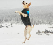 Lade das Bild in den Galerie-Viewer, Testsieger Winter Hundejacke / Hundeweste / Hundemantel
