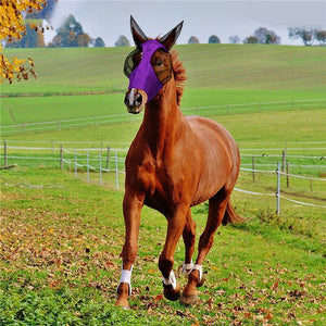 HorseCap™ - Schützen Sie Ihre Pferde vor Fliegenwürmern